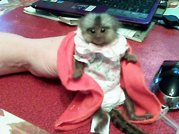 Woman goes to court with a monkey in her bra 