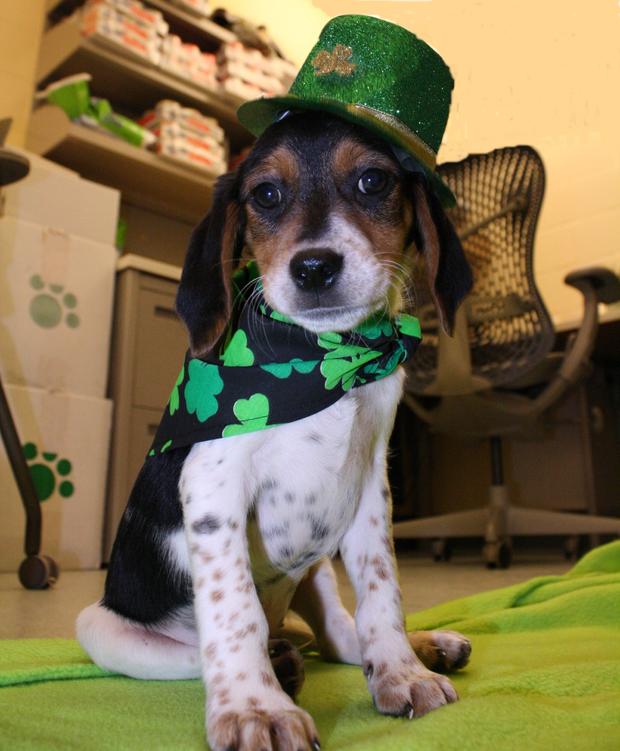 press-limerick-in-his-hat-and-scarf-at-the-mspca-boston-photo-brian-adams-mspca-angell.jpg 
