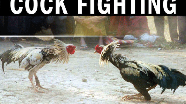 cockfighting.gif 