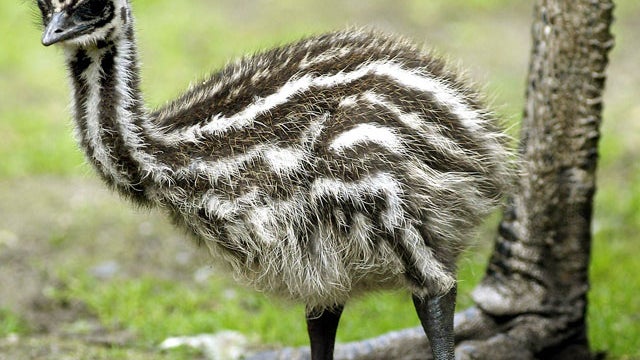 Emu eggs at alabama zoo being stolen 