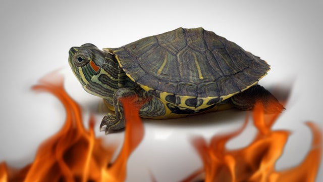 turtle-sparked-a-fire-110322.jpg 