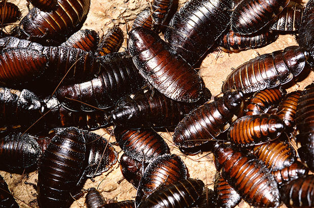 Hissing Cockroaches 