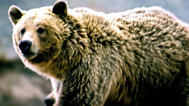 Man mauled after smoking pot gets work comp, says court 