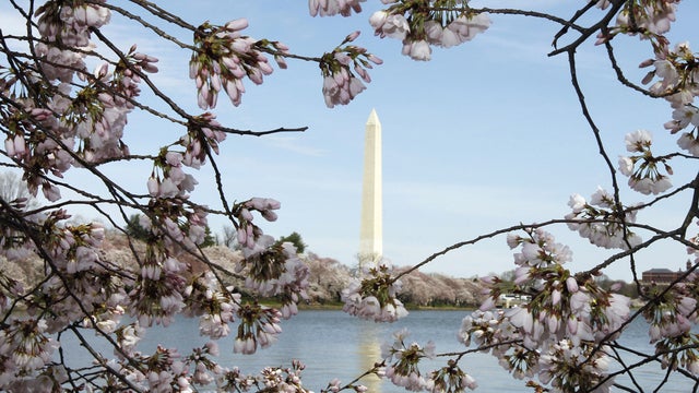 cherry_blossoms_AP110325171434.jpg 