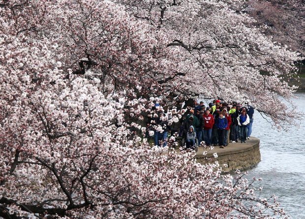 cherry_blossoms_110882495.jpg 