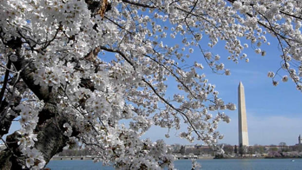 cherry_blossoms_110889903.jpg 