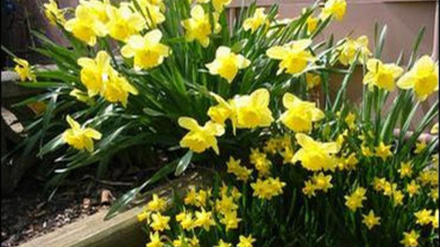 daffodils_0328.jpg 
