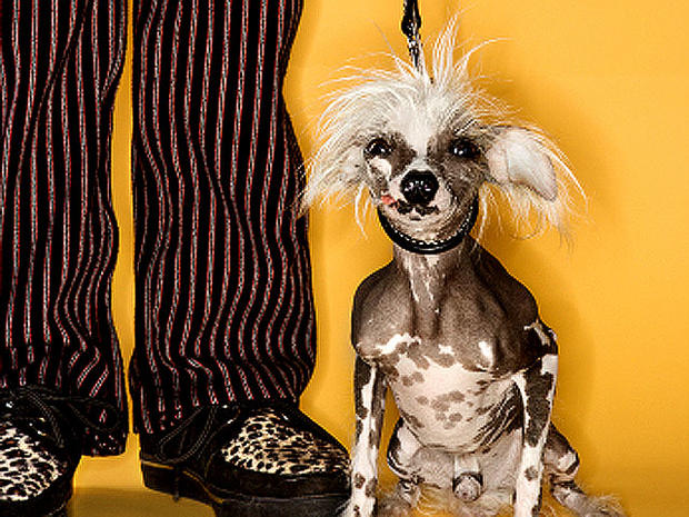Chinese_Crested_iStock_0000.jpg 