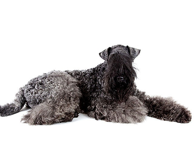 Kerry_Blue_Terrier_iStock_0.jpg 