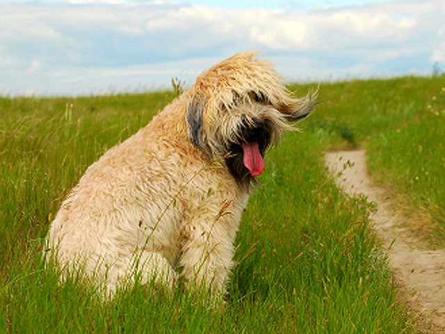 Wheaten_Terrier_iStock_0000.jpg 