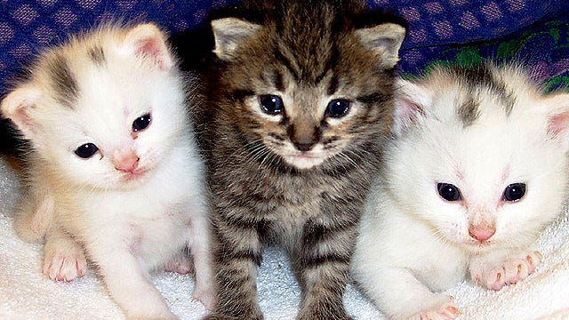 Allercas_GD_cat.jpg 