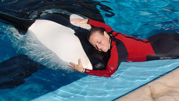 Seaworld whale that killed Dawn Brancheau performs for the first time since trainer's death 