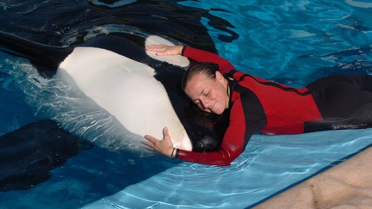 Seaworld whale that killed Dawn Brancheau performs for the first time since trainer's death 