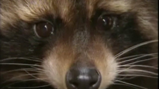 raccoon.jpg 