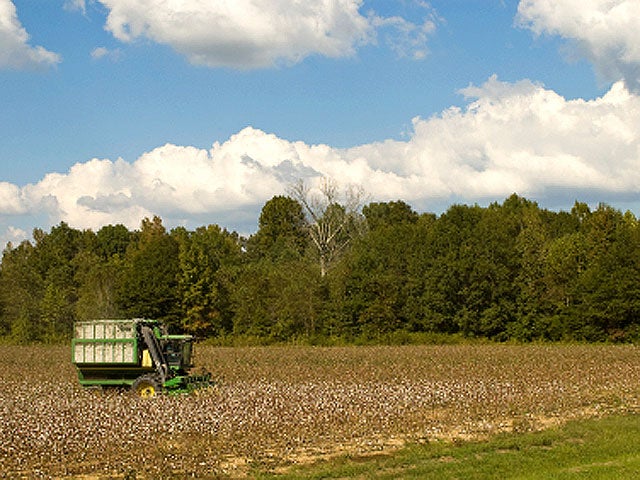 Mississippi_cotton_iStock_0.jpg 