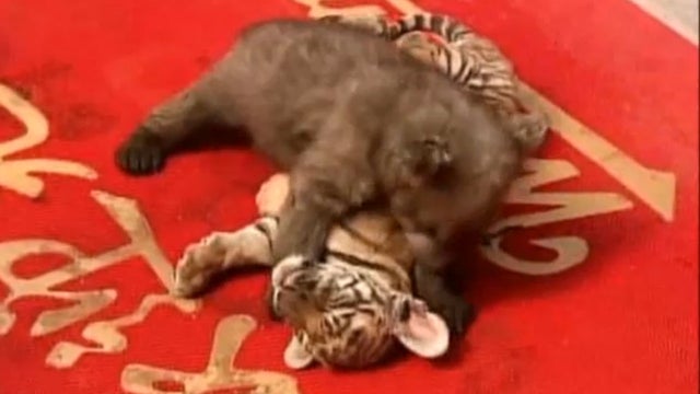 Bear cub and Tiger cub 