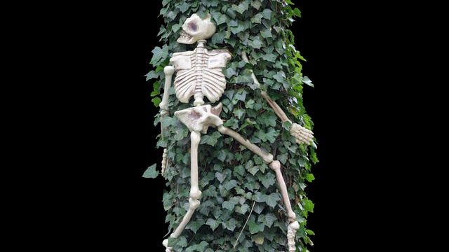 skeleton.jpg 