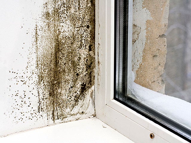 mold_iStock_000011793647XSm.jpg 