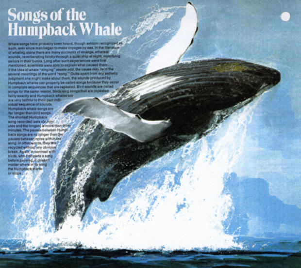 NRR_Humpbackwhales.jpg 