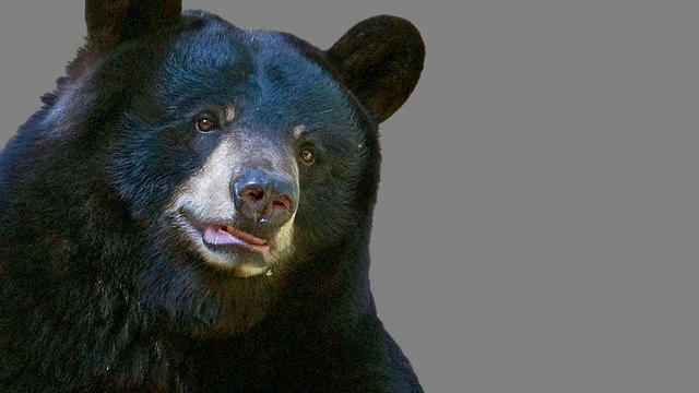 file-photo-of-bear.jpg 