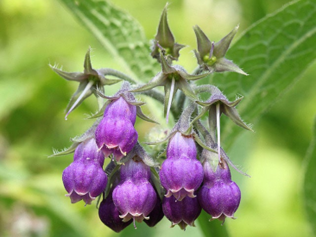 comfrey_iStock_000013355147.jpg 
