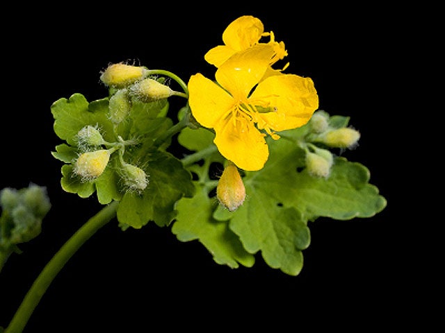 Greater_Celandine_iStock_00.jpg 