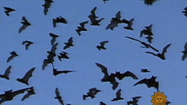 Bats 