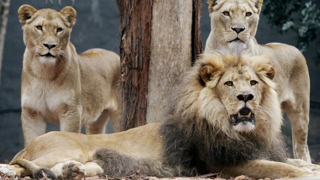Big cat burglars: Break-in at Chicago lion house 