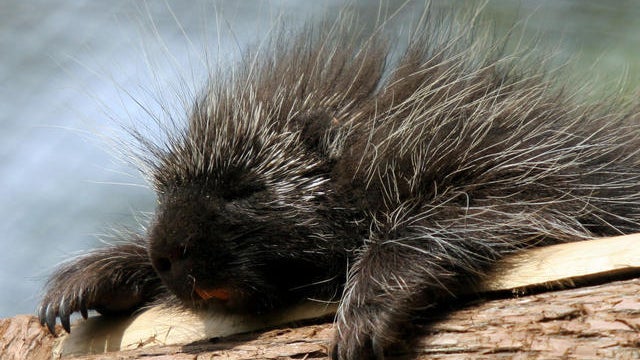Are porcupines a public enemy? 