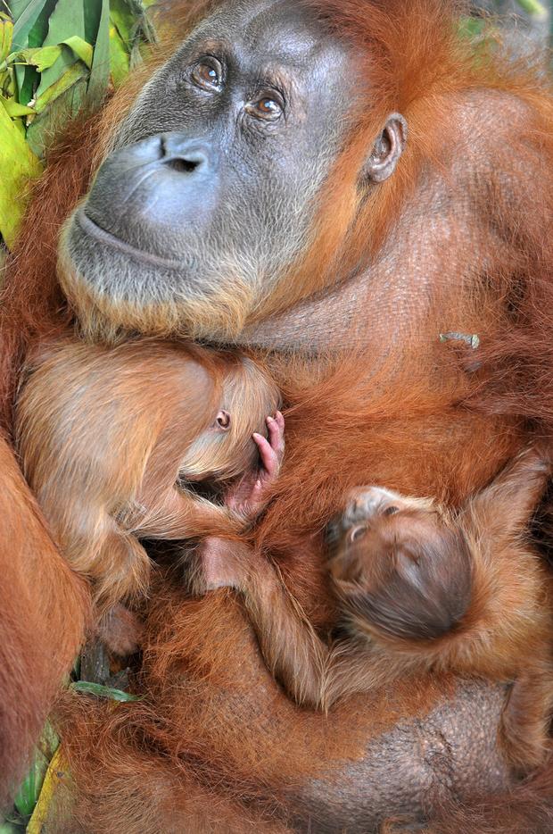 orangutan.jpg 