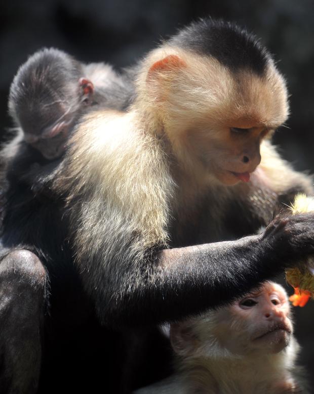 Cariblanco Capuchin Monkey Mother 