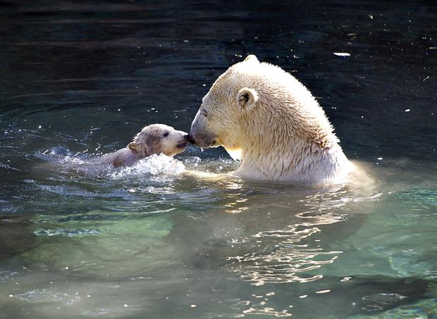 Polar Bear Mother 