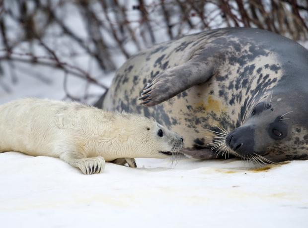 Seal Mother 