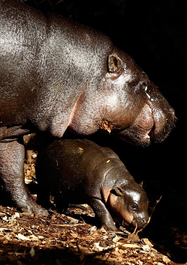 Hippo Mother 