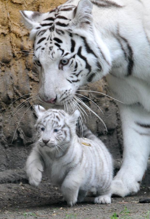 white-tigers.jpg 