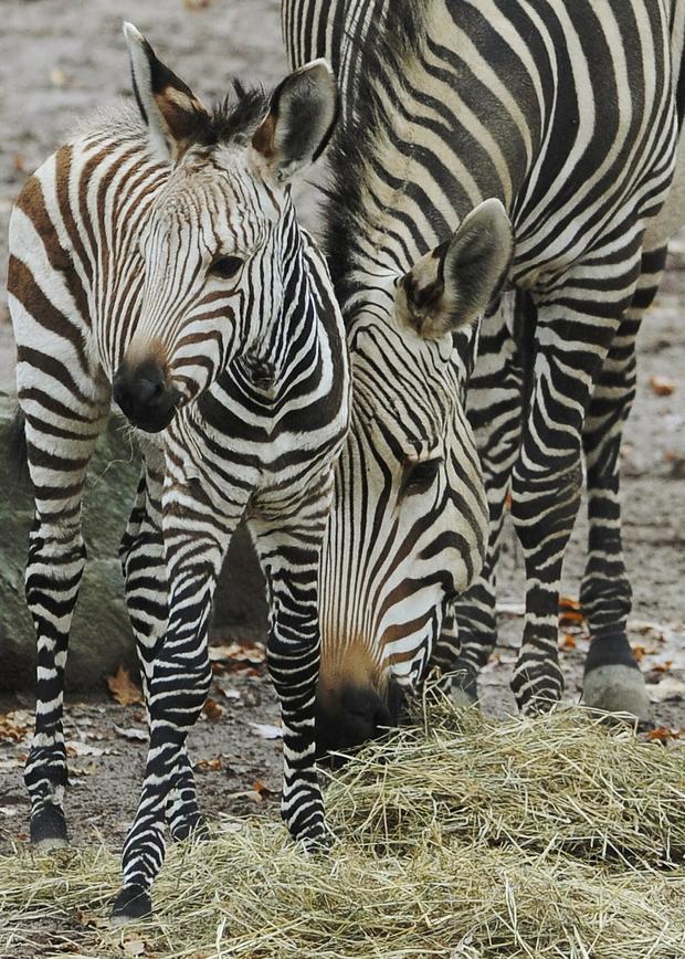 zebra.jpg 