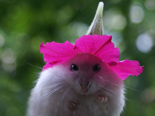 flowerhamster.jpg 