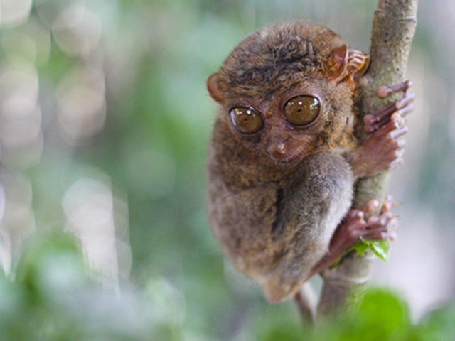 tarsier.jpg 