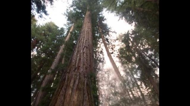 redwood-trees.jpg 