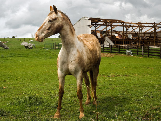 A horse stands still in the pasture surrounded by crumpled metal shorn off a shed, right, by high winds 