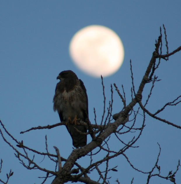 a_young_hawk_hunting_by_moonlight21.jpg 