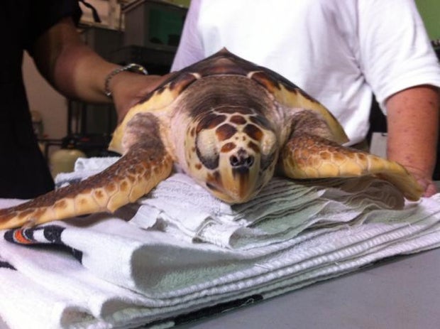 a2_turtle_640x478.jpg 