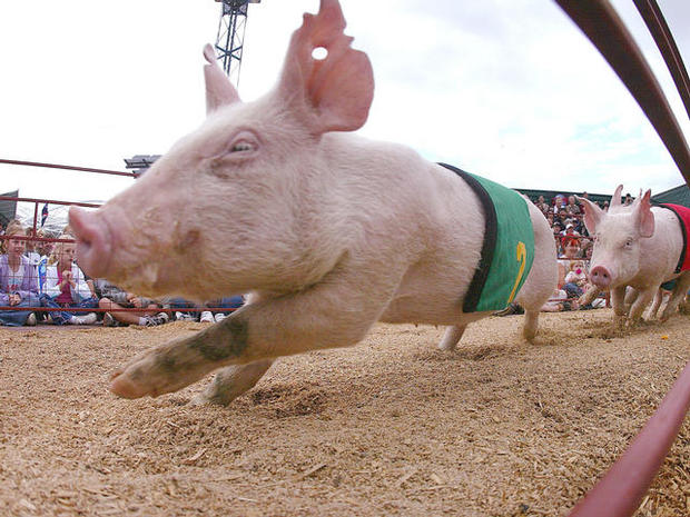pig-race-royal-easter-show-sydney-austrailia_ap.jpg 