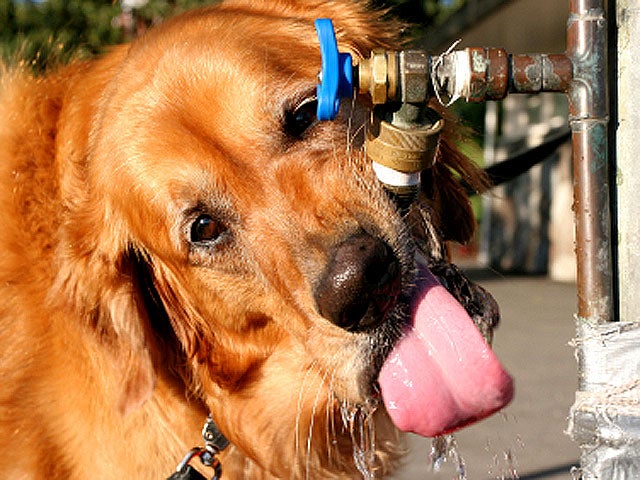 do-dogs-feel-hot-in-summer