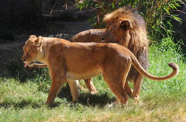A Lion and Lioness at the Los Angeles Zoo 