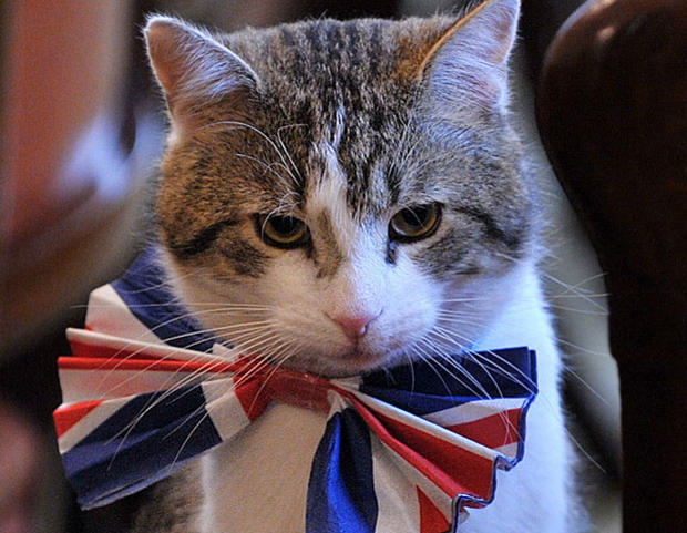 Cat Larry, the 10 Downing Street cat, sits on a chair wearing a British Union Jack bow tie ahead of the Downing Street street party, in central London, on April 28, 2011. Downing Street will hold a street party tomorrow to celebrate the royal wedding of B 