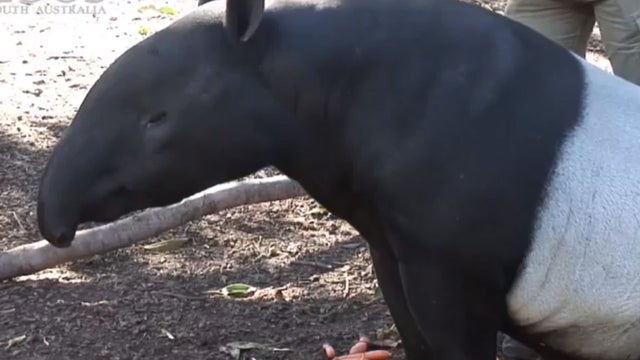 tapir 