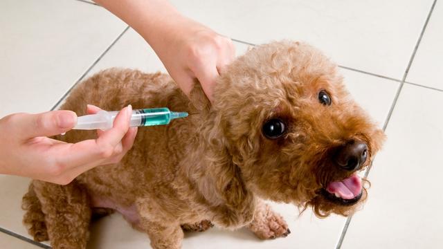 dog_vaccine-ian-bush-_istock.jpg 