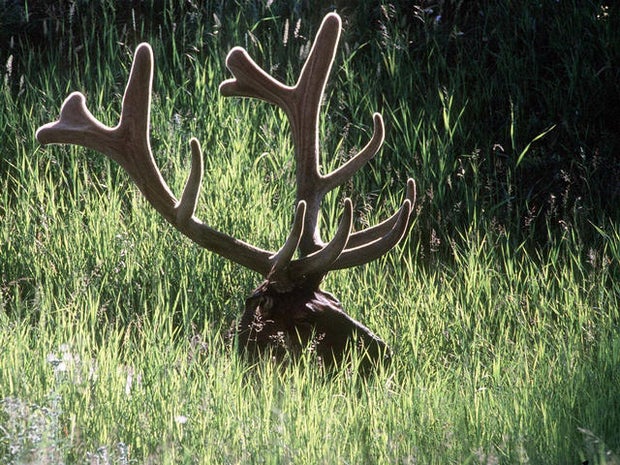 Police: Md. men pilfer antlers from Pa. NRA event 