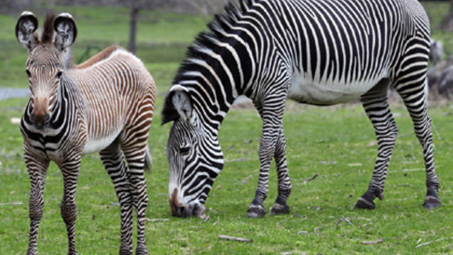 bronx-zoo-zebra.jpg 